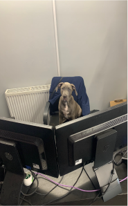 grey bulldog pup sitting on office chair behind desk with two computer monitors