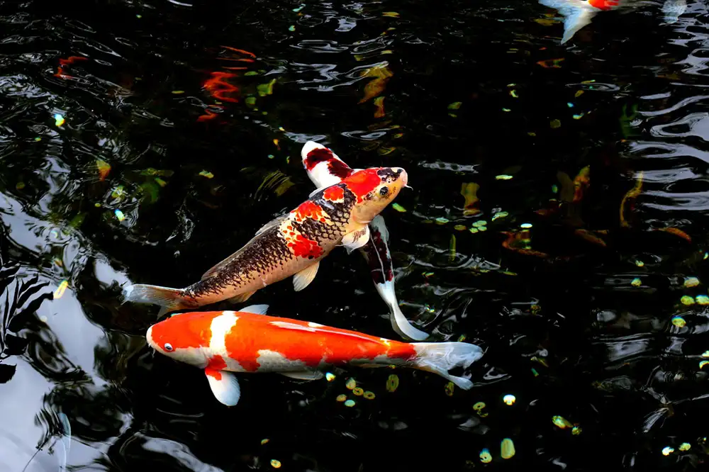 Painting Your Pond: Tips and Tricks for a Perfect Finish